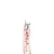 Flower By Kenzo Ikebana Eau de Parfum - 40 ml