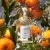 Aqua Allegoria Mandarine Basilic Coffret Eau de Toilette 125 ml