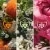 Aqua Allegoria Mandarine Basilic Forte Coffret Eau de Parfum 75 ml