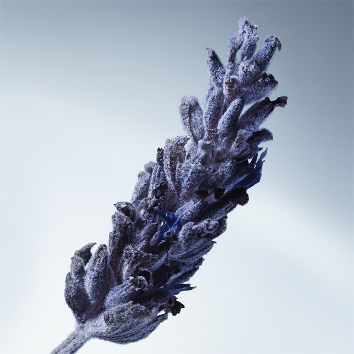 Metal Lavender Eau de Parfum