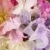 Pleasures Coffret Eau de Parfum - Trio Favoris