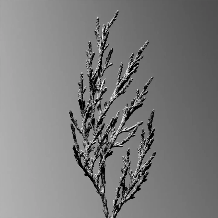 Ombré Leather - Réserve Extrait de Parfum - Plante