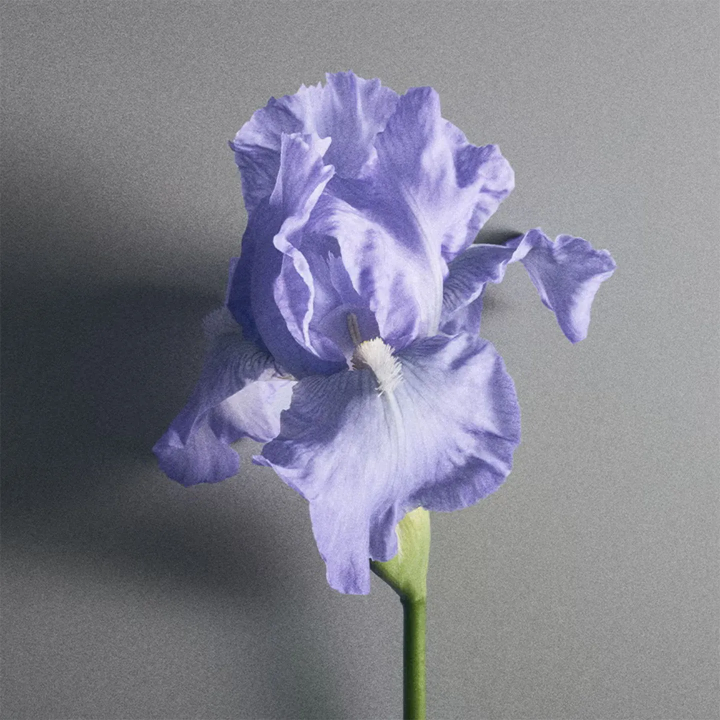 ATOMISEUR 5ML IRIS DEBONAIR