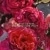 Aqua Allegoria Forte Rosa Rossa Eau de Parfum