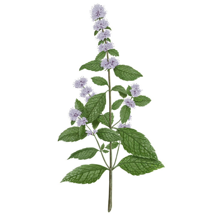 Menthe Verte - Mentha Spicata Bougie Parfumée