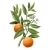 Fleur d'Oranger - Citrus Bougie Parfumée