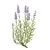 Lavande - Lavandula Angustifolia Bougie Parfumée