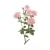 Rose de Damas - Rosa Damascena Palet Botanique