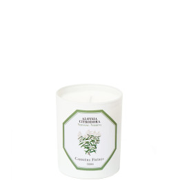 Verveine - Aloysia Citrodora Bougie Parfumée