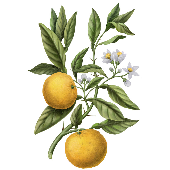 Yuzu - Citrus Junos Bougie Parfumée