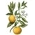 Yuzu - Citrus Junos Diffuseur de Parfum