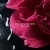 La Petite Robe Noire Rose Noir Eau de Parfum
