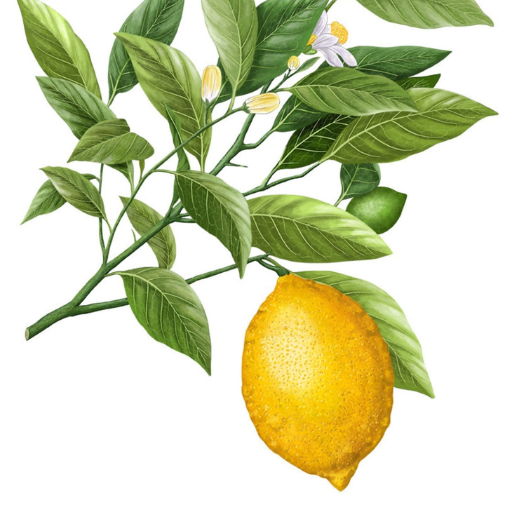 Citron de Syracuse - Citrus Syracusis Bougie Parfumée