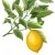 Citron de Syracuse - Citrus Syracusis Bougie Parfumée