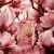 Pétales de Magnolia Eau de Parfum