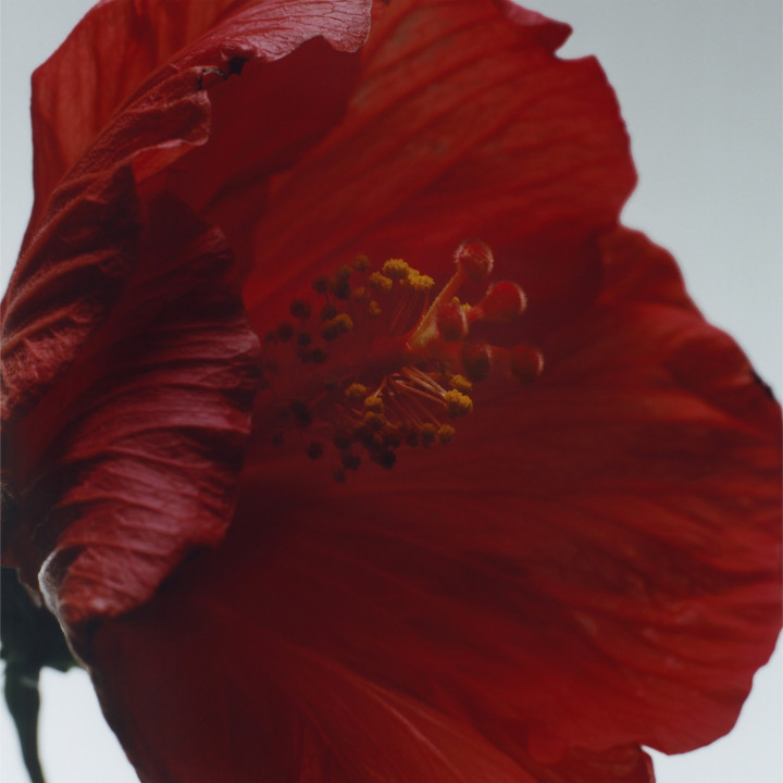 Red Hibiscus Cologne Intense