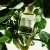 Cedrat Tonic Eau de Parfum