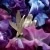 Absolus Allegoria Florabloom Eau de Parfum