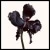Black Orchid Reserve Extrait de Parfum