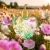 Fleurs Eau de Parfum