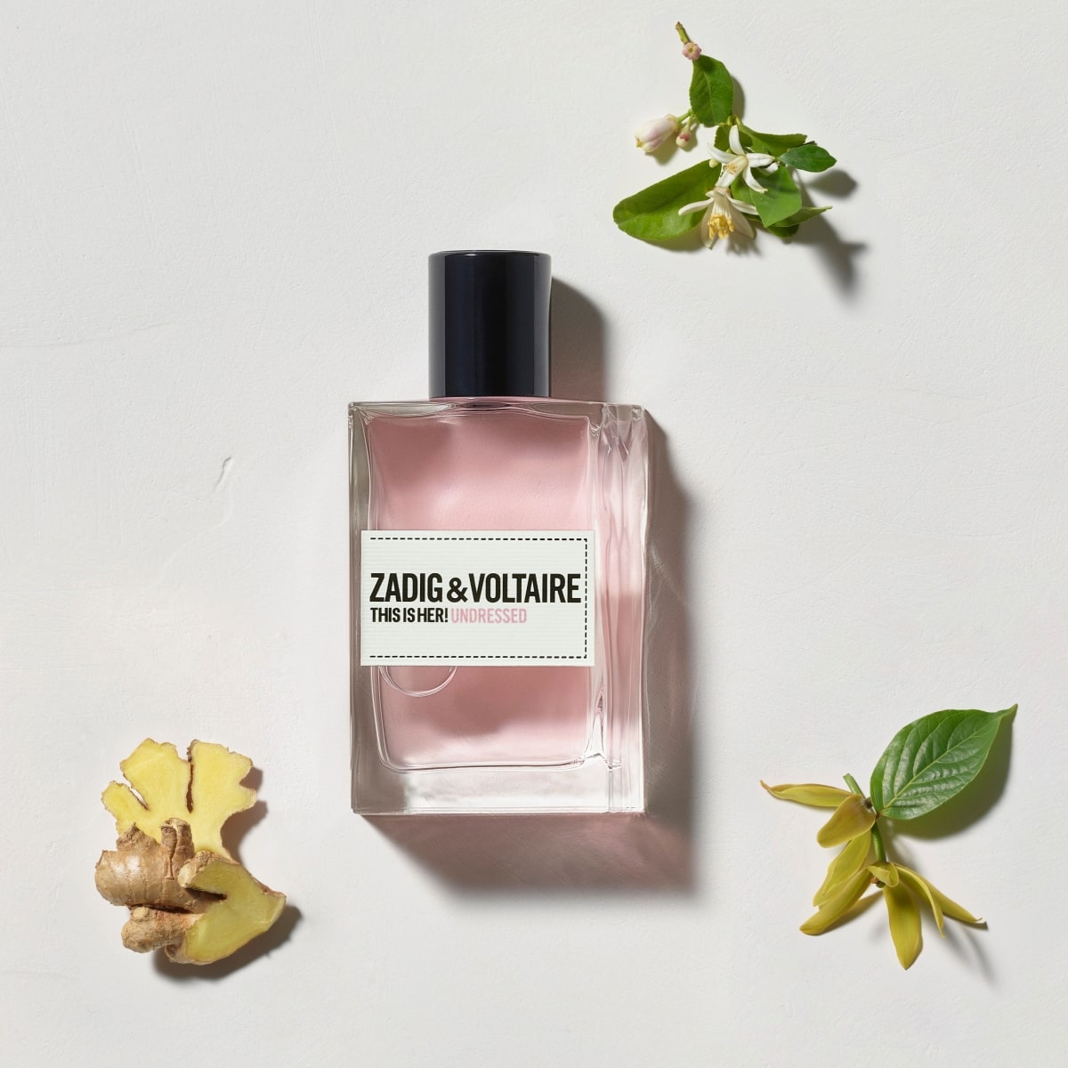This is Her! Undressed Zadig&Voltaire - Incenza