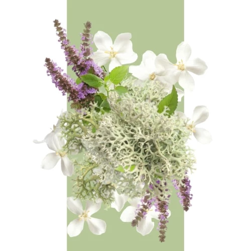 La Famille Chyprée - incenza